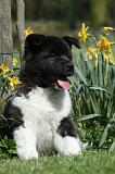 AKITA AMERICAIN 466
